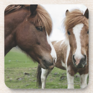 View of Horse, close-up Coaster