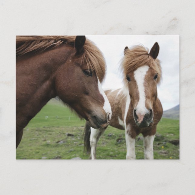 View of Horse, close-up Postcard (Front)