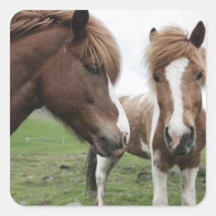 View of Horse, close-up Square Sticker