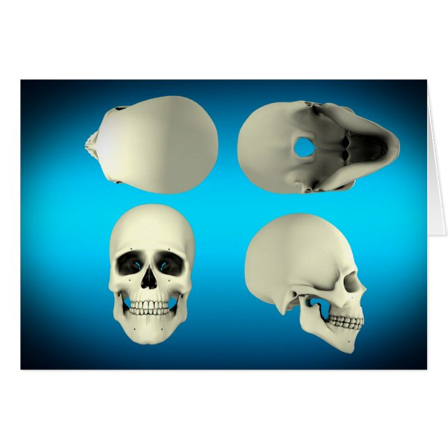 View Of Human Skull From Different Angles (Front Horizontal)