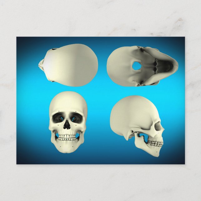 View Of Human Skull From Different Angles Postcard (Front)