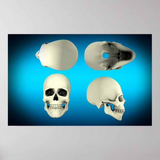 View Of Human Skull From Different Angles Poster (Front)