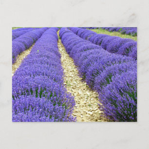 View of lavender fields in the Drôme provencale Holiday Postcard