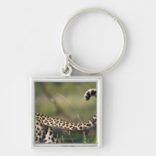 View of Leopards tail (Panthera pardus), Key Ring