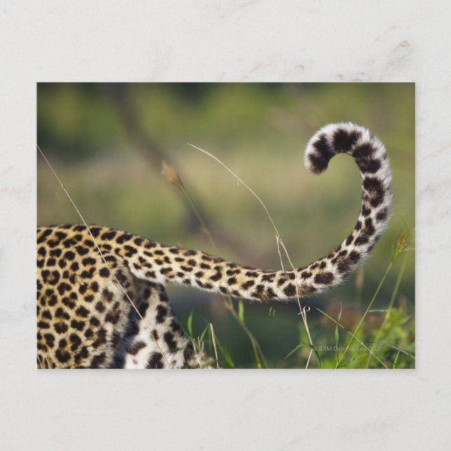 View of Leopards tail (Panthera pardus), Postcard (Front)