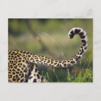 View of Leopards tail (Panthera pardus),