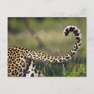 View of Leopards tail (Panthera pardus), Postcard