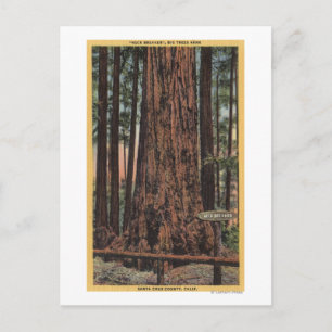View of "Neck Breaker" at Big Trees Park Postcard
