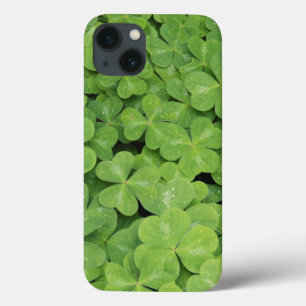 View of Oxalis Oregana wood Sorrel Foliage iPhone 13 Case
