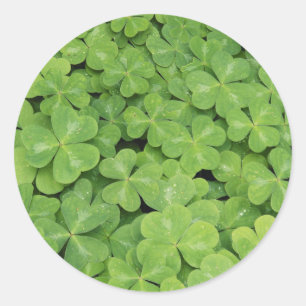 View of Oxalis Oregana wood Sorrel Foliage Classic Round Sticker