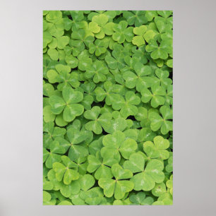 View of Oxalis Oregana wood Sorrel Foliage Poster