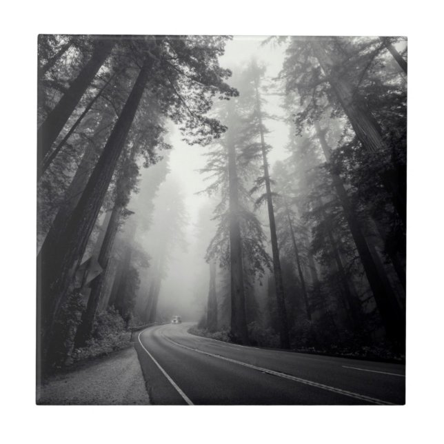 View Of Sequoia Trees In Forest Ceramic Tile (Front)
