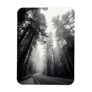 View Of Sequoia Trees In Forest Magnet