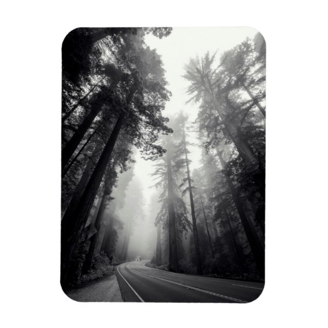 View Of Sequoia Trees In Forest Magnet (Vertical)