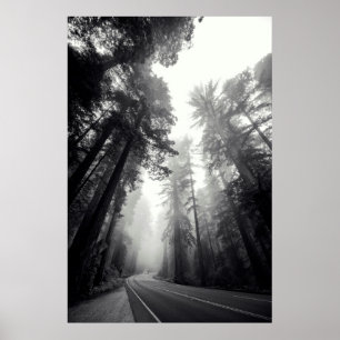 View Of Sequoia Trees In Forest Poster