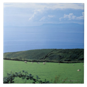 view of sheep grazing on lush hillside ceramic tile