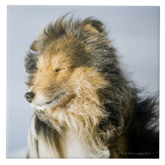 View of shetland sheepdog ceramic tile (Front)