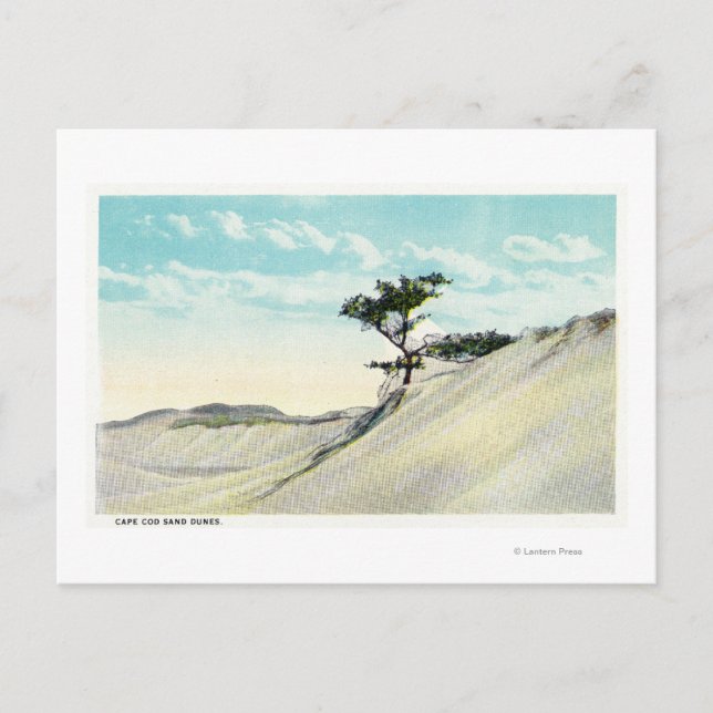 View of the Dorothy Bradford Steamer Postcard (Front)