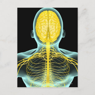 View of the nerves in the upper body from above postcard