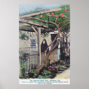 View of the Sherman Rose TreeMonterey, CA Poster