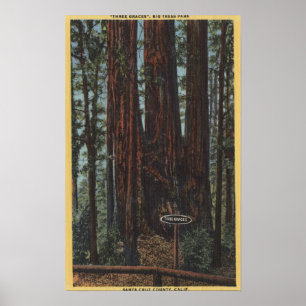 View of "Three Graces" at Big Trees Park Poster