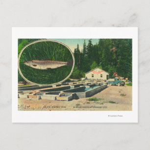 View of Trout Haven HatcheryGasquet, CA Postcard