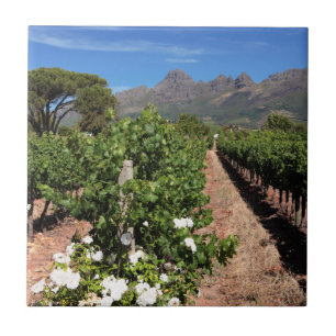 View Of Vineyards. Stellenbosch Ceramic Tile