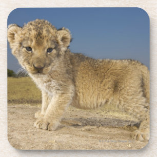 View of young lion cub (Panthera leo), looking Coaster