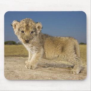 View of young lion cub (Panthera leo), looking Mouse Pad