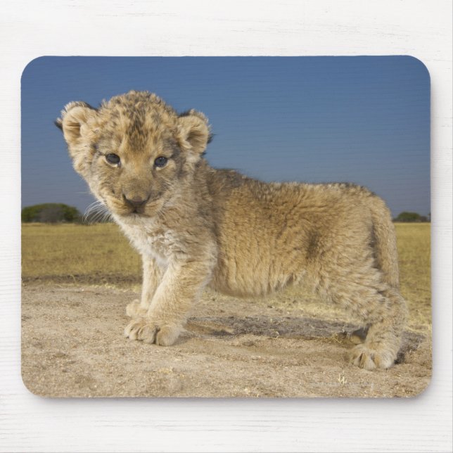 View of young lion cub (Panthera leo), looking Mouse Pad (Front)