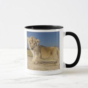 View of young lion cub (Panthera leo), looking Mug