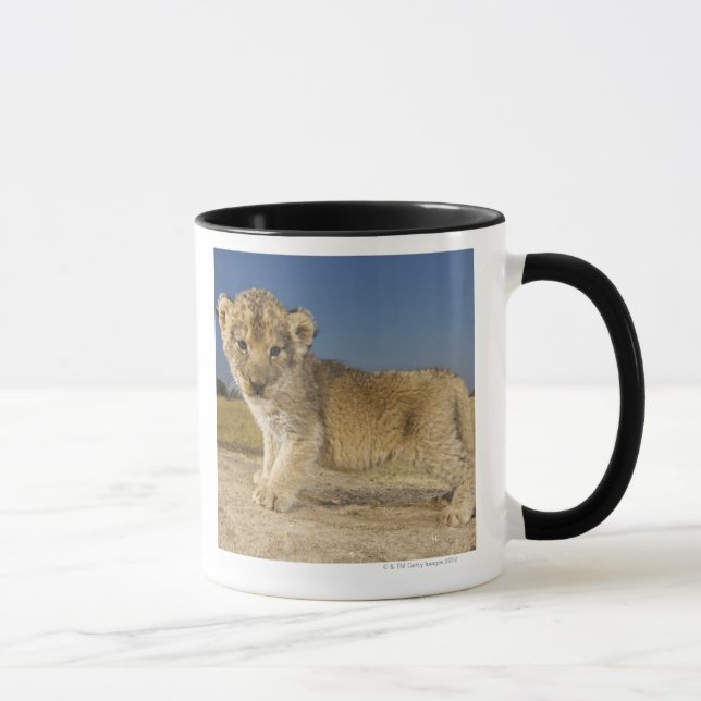 View of young lion cub (Panthera leo), looking Mug (Right)