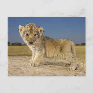 View of young lion cub (Panthera leo), looking Postcard