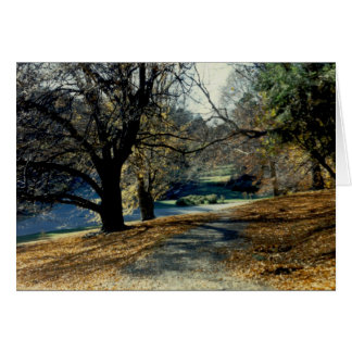 View through Beech Grove