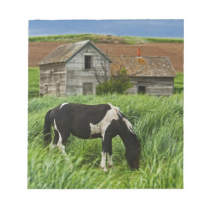 Viewing horses in a field in the Palouse 2 Notepad