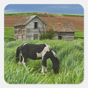Viewing horses in a field in the Palouse 2 Square Sticker