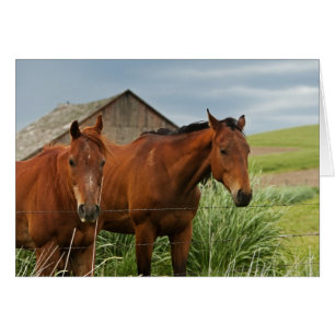 Viewing horses in a field in the Palouse 3