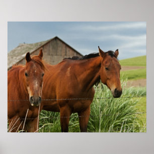 Viewing horses in a field in the Palouse 3 Poster
