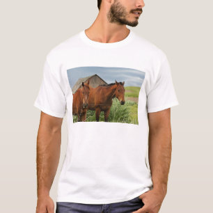 Viewing horses in a field in the Palouse 3 T-Shirt