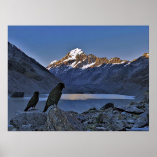 Viewing Keas Poster