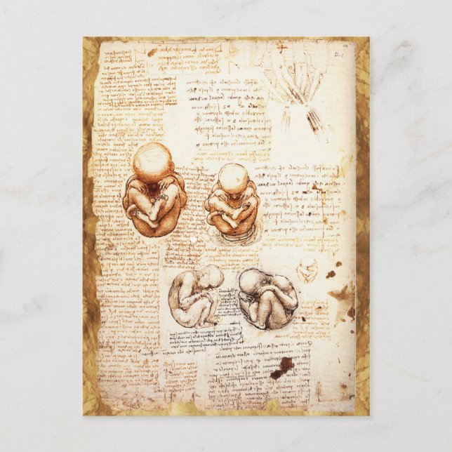 Views of a Foetus in the Womb,Ob-Gyn Medical Postcard (Front)