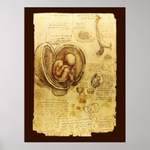 Views of a Foetus in the Womb,Ob-Gyn Medical Poster