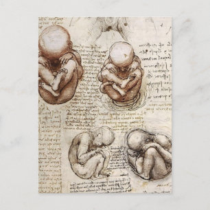 Views of a Foetus in Womb.jpg by Leonardo Vinci Postcard