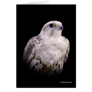 Vignetted Portrait of an Inquisitive Saker Falcon
