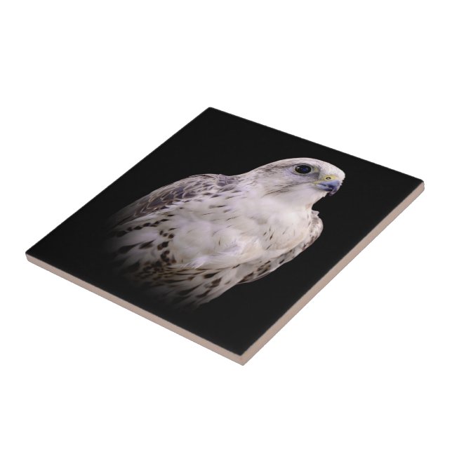 Vignetted Portrait of an Inquisitive Saker Falcon Ceramic Tile (Side)