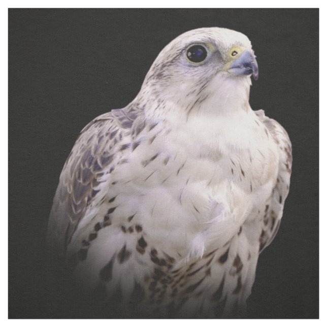 Vignetted Portrait of an Inquisitive Saker Falcon Fabric (Swatch)