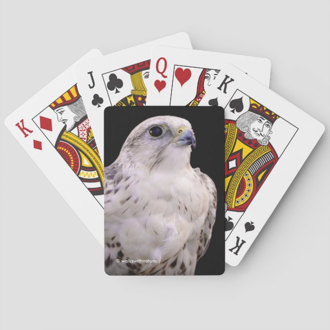 Vignetted Portrait of an Inquisitive Saker Falcon Playing Cards (Back)