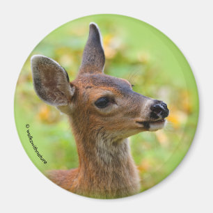 Vignetted Portrait of Smiling Blacktail Deer Fawn Magnet