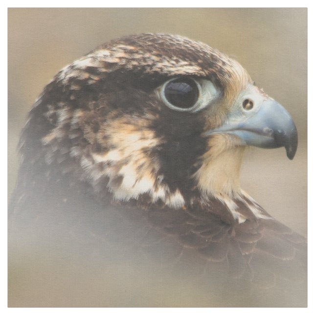 Vignetted Profile of a Peregrine Falcon Fabric (Swatch)