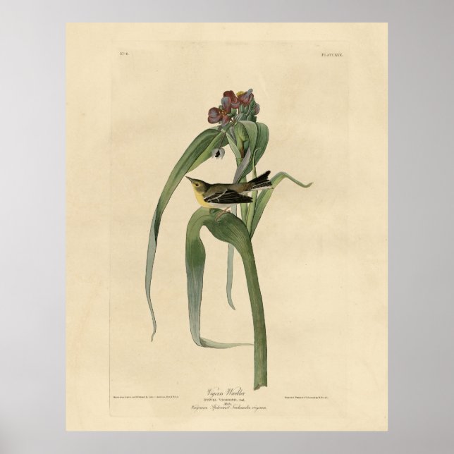 Vigors Vireo (Pine Warbler) Audubon Birds America Poster (Front)